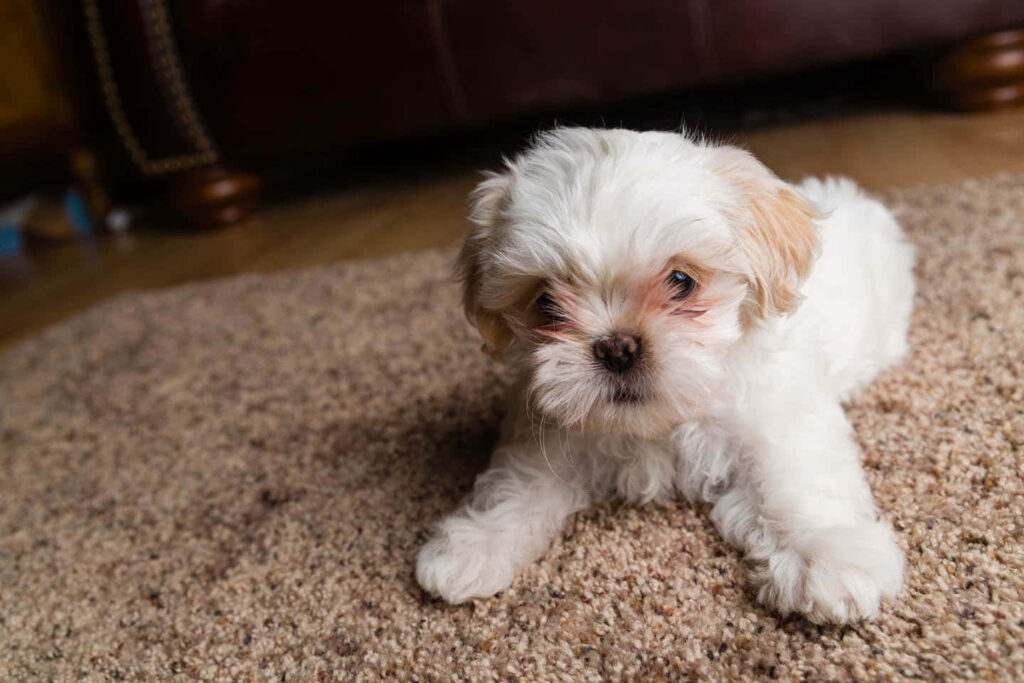 Majestic Shih Tzu: An Enchanting Background Displaying a Graceful White-Haired Puppy Wallpaper