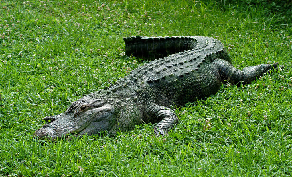 Wild Alligator Wallpaper: Lush Green Grass & Textured Scales