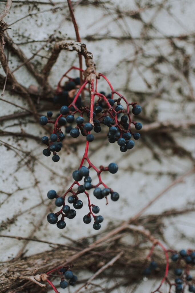 Dark Blue Berries on Red Stems - Textured Branch Wallpaper