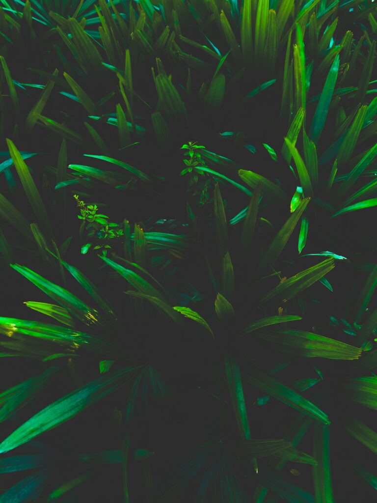 Lush green leaves and grass with dramatic shadows creating a dark mysterious botanical wallpaper background