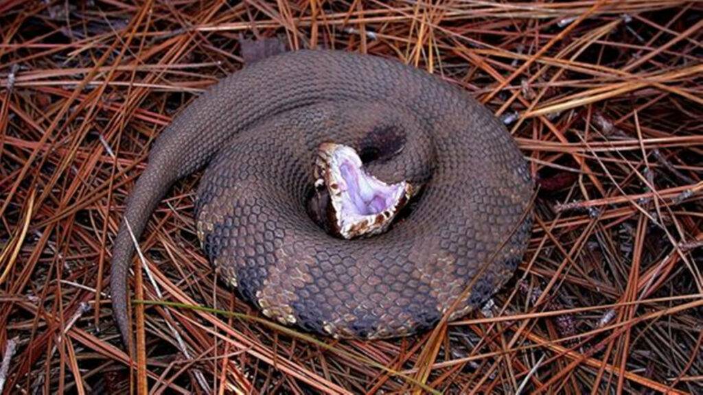 Dark Brown Water Moccasin Coiled on Pine Needles - Intense Wallpaper