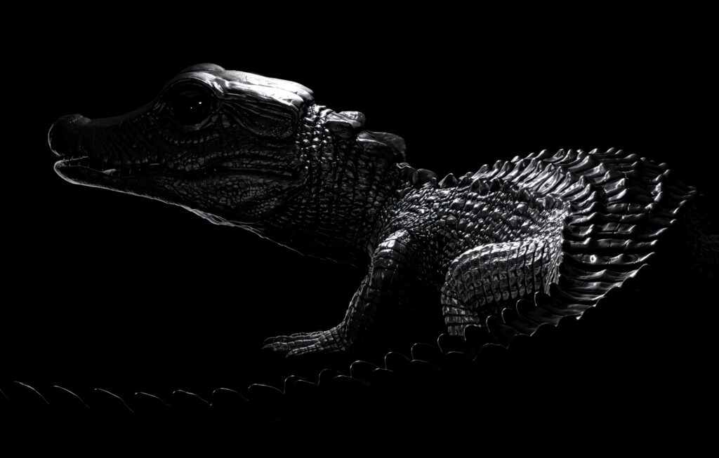 Dark wallpaper of a caiman with textured scales emerging from shadows dramatic monochrome lighting