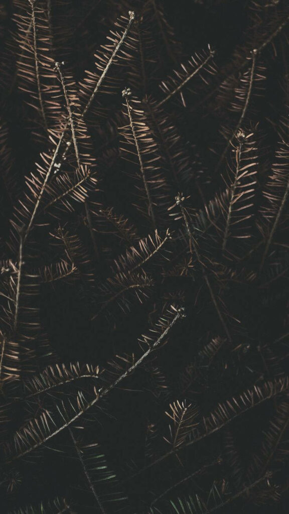 Elegant Darkness: Mesmerizing Composition of Fallen Pine Leaves in Noir Sublime Wallpaper