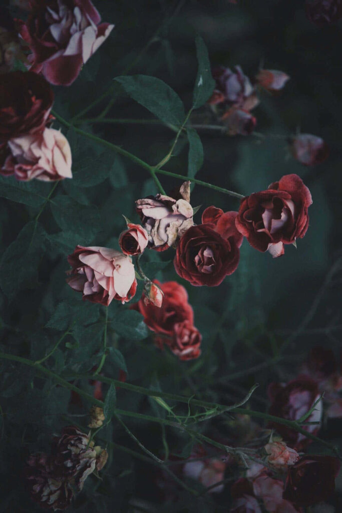 Dark Flower Aesthetic Wallpaper: Deep Red Roses on Muted Background