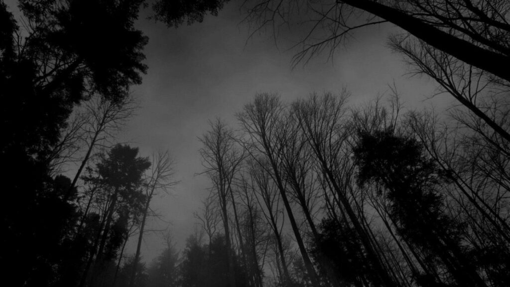 Mysterious Dark Forest Wallpaper for MacBook Pro - Monochrome Aesthetic