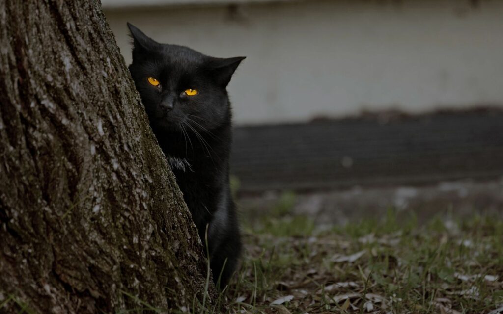Mysterious Dark Cat Peeking from Tree - 1920x1200 Wallpaper