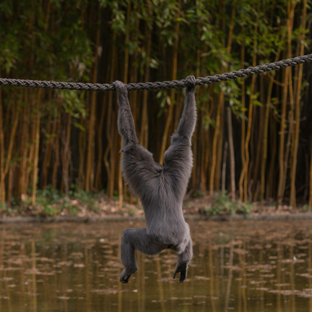 Mysterious and Majestic: A Shadowed Gibbon Swinging above Serene Waters and Lush Greenery Wallpaper