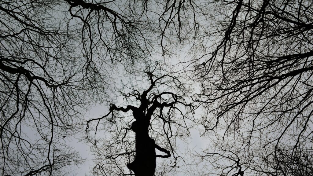 Dark Gloomy Wallpaper: Leafless Trees & Overcast Sky Background