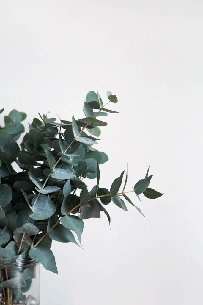 Dark green eucalyptus leaves wallpaper with matte texture minimalist background for calm decor