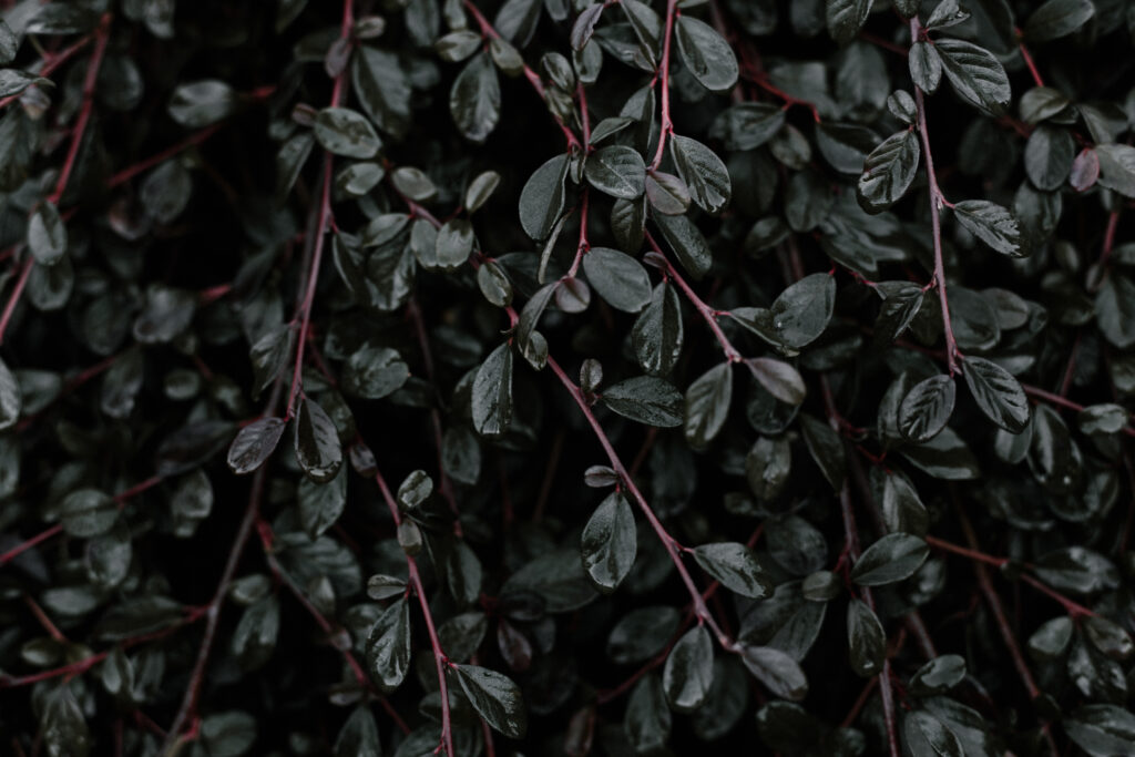 Dark green leaves with maroon stems create a moody natural wallpaper for nature-themed decor