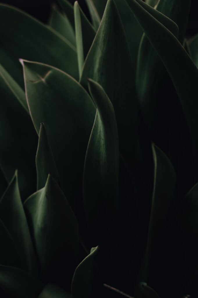 Moody Dark Green Macro Shot of Plant Leaves – Textured Wallpaper