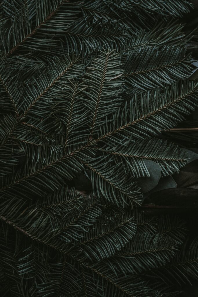 Close-up of overlapping spruce branches with sharp needles in dark green moody lighting wallpaper background