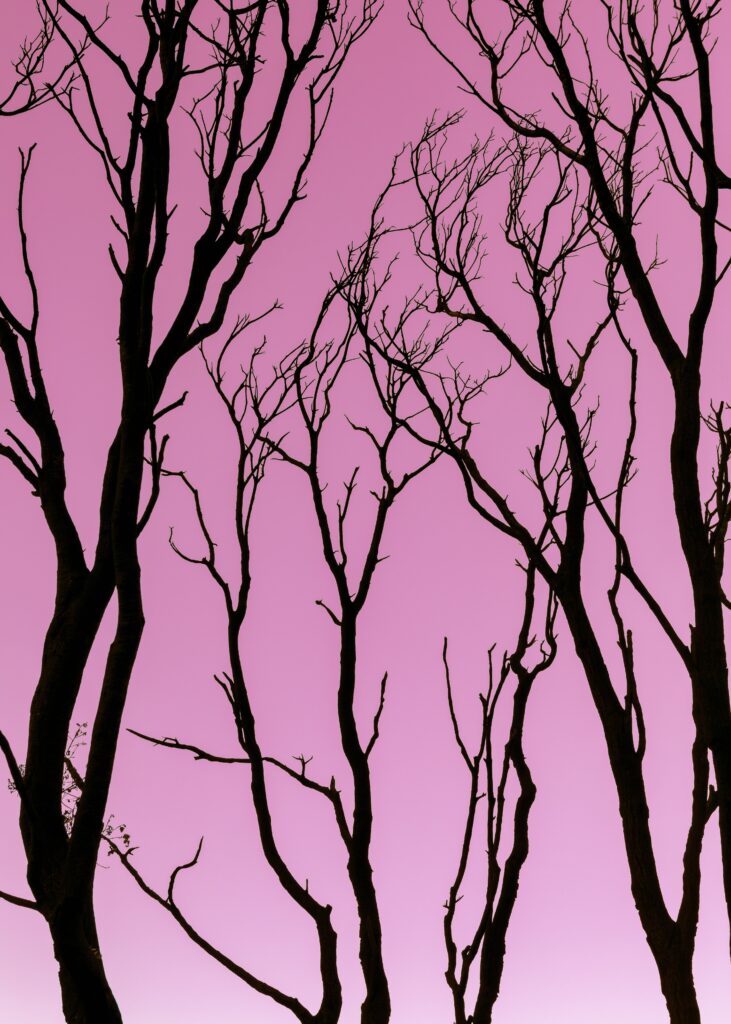Dark leafless tree silhouettes against a dreamy pink gradient sky minimalist wallpaper background