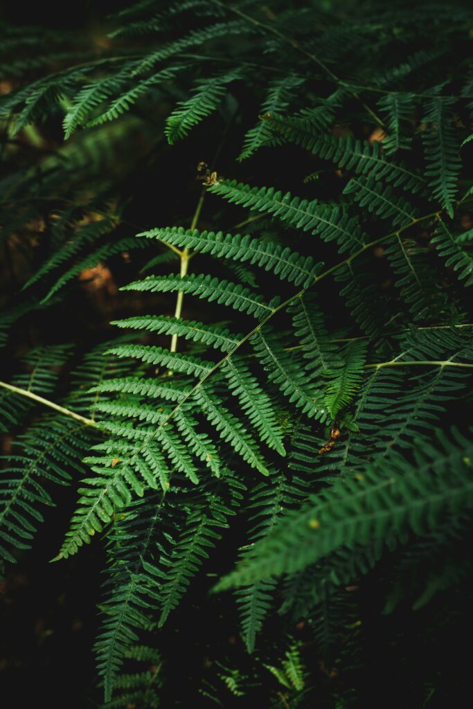 Dark Macro Fern Wallpaper: Intricate Natural Allure Background