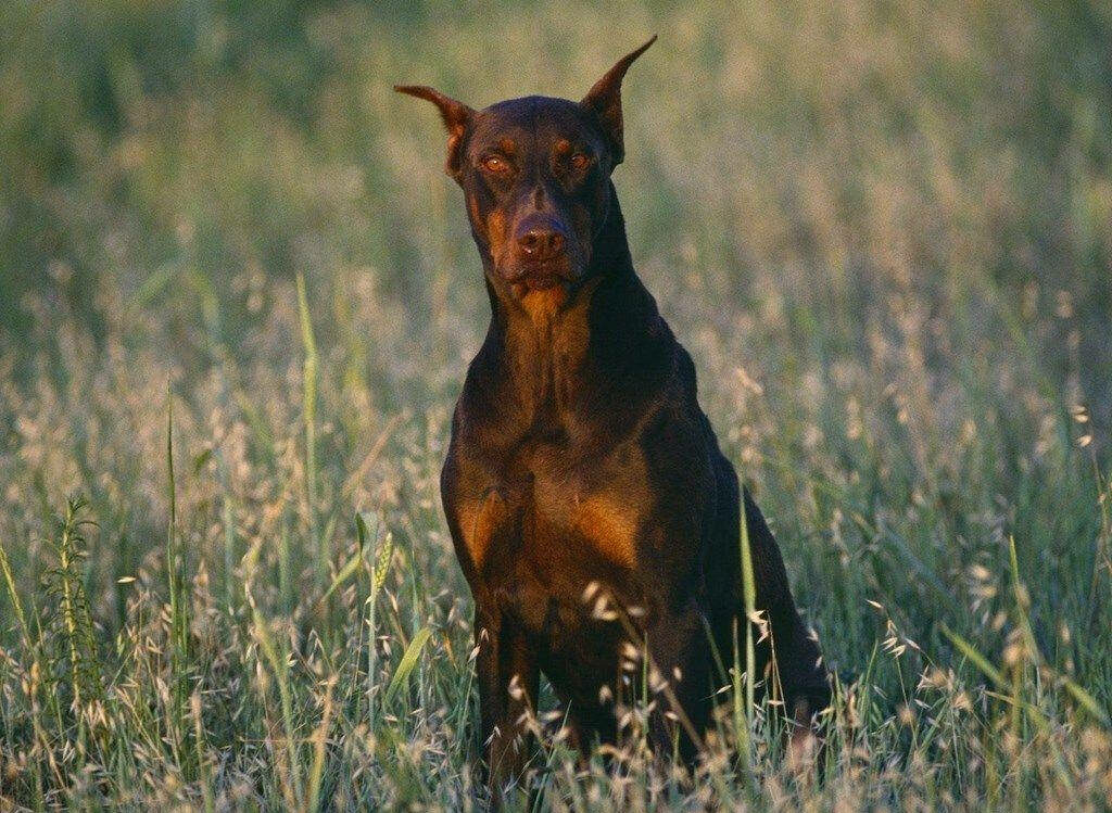 The Majestic Guardian: A Powerful Doberman Stands Vigilantly amidst a Blossoming Meadow Wallpaper