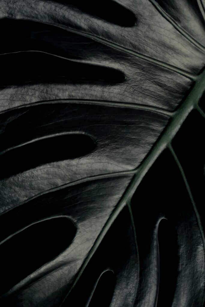 Elegant Dark Monstera Leaf Macro: Textured Minimalist Wallpaper