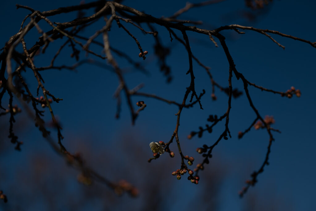 Moody Spring Wallpaper: Dark Branches & Buds on Deep Blue Background