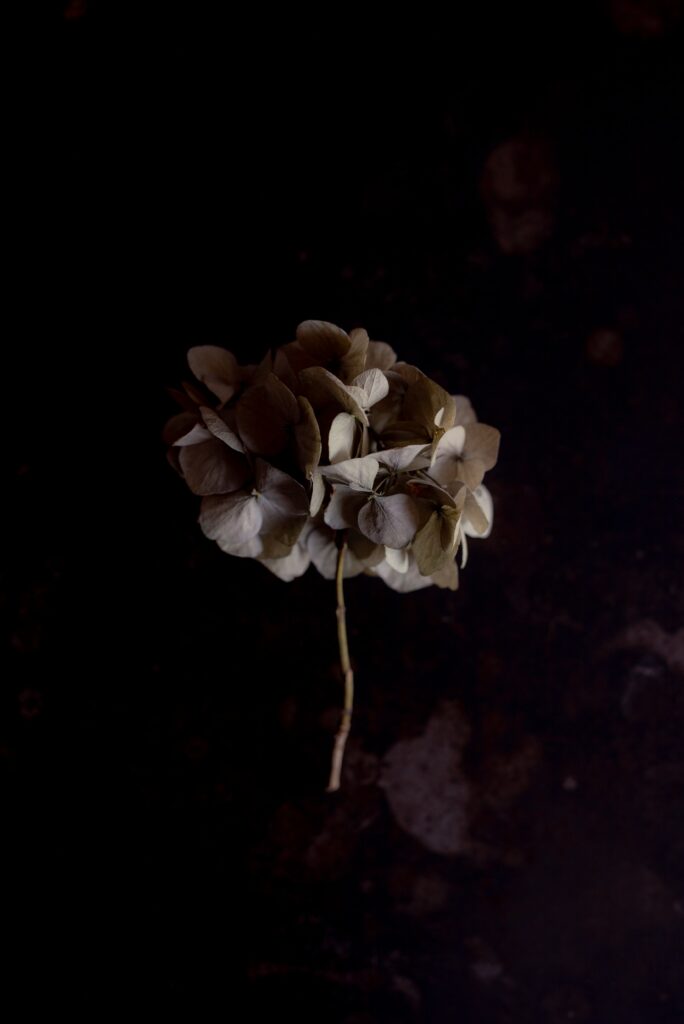 Dramatic Macro Shot of Dried Hydrangea - Intricate Floral Wallpaper