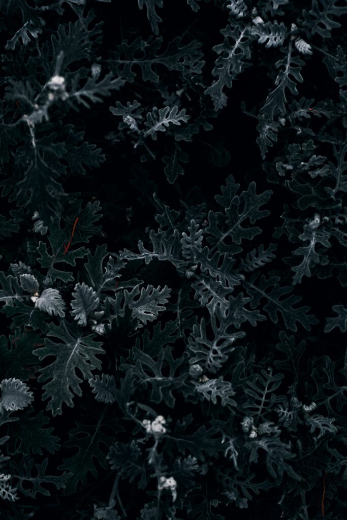 Intricate Green Bush Leaves: Dark Moody Macro Wallpaper Background