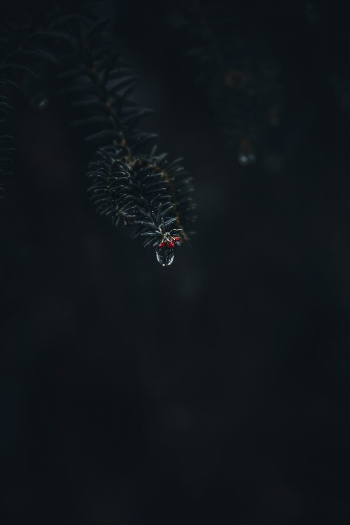 Moody Macro: Tree Branch with Water Droplet & Red Detail Wallpaper