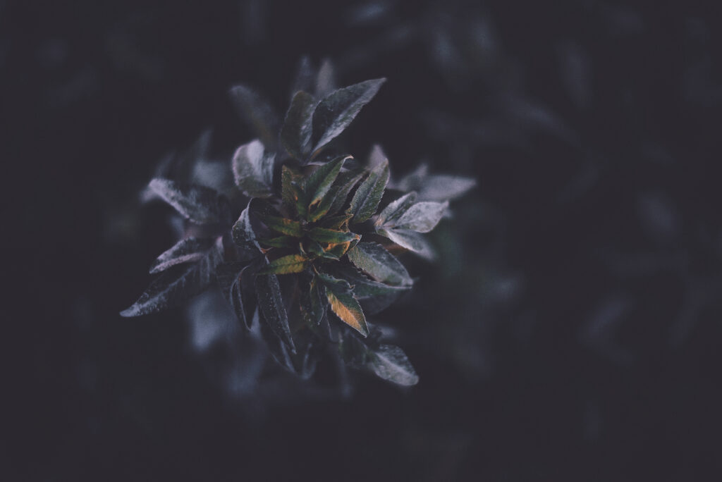 Dark Moody Macro Wallpaper: Detailed Plant Leaves & Textured Branch