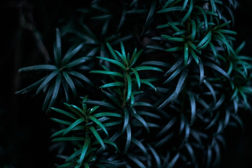 Dark moody plant leaves close up with deep green tones and intricate botanical texture background Wallpaper
