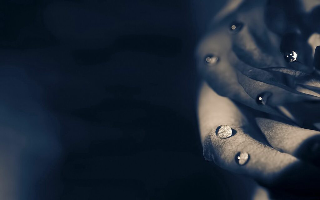 Dark Rose Wallpaper: Close-Up with Dewdrops & Shadowy Background