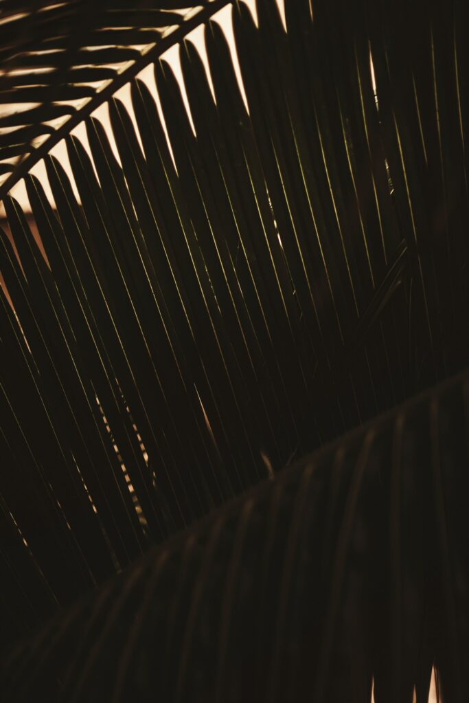 Dark Tropical Wallpaper: Intricate Palm Tree Branch Details