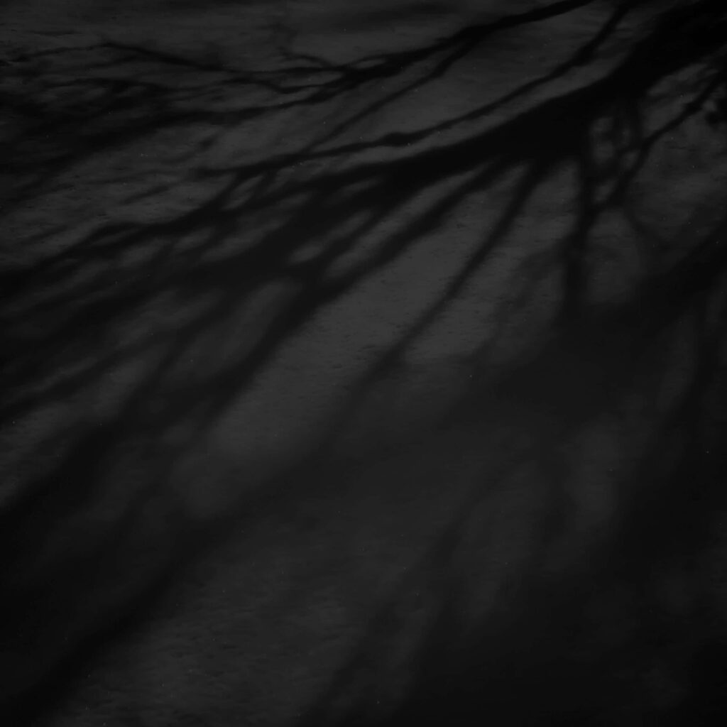 Dark Moody Wallpaper with Intricate Tree Shadows - Striking Background