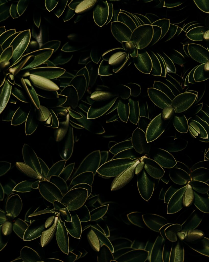 Dark Moody Wallpaper: Lush Green Leaves in Serene Patterns