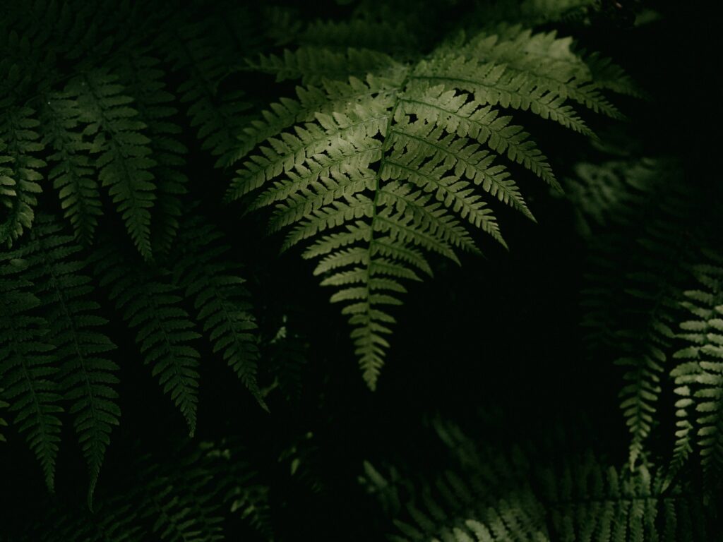 Intricate Green Fern Macro Wallpaper: Dark & Moody Background