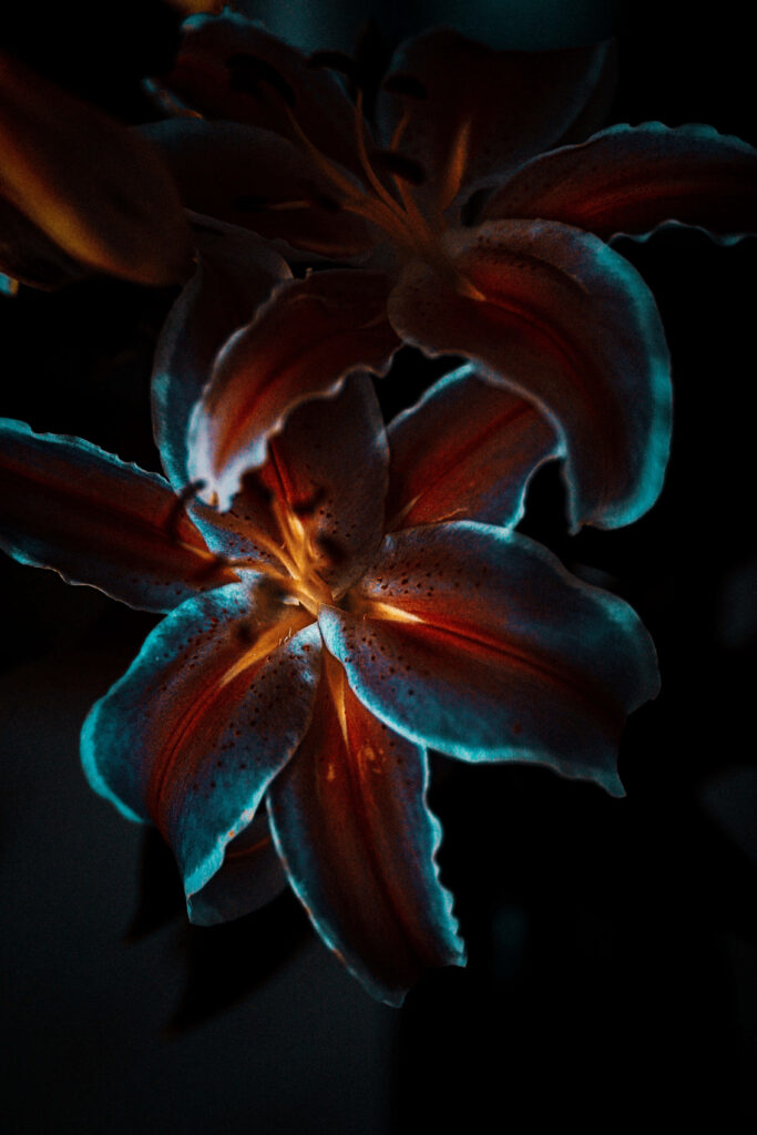 Moody Dark Background with Luminous Flower Wallpaper Design