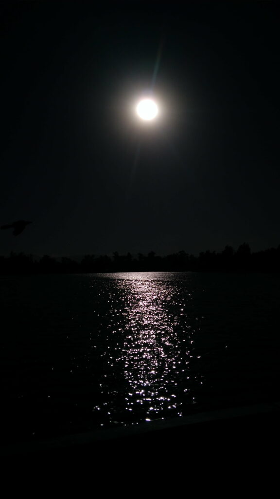 Full moon shining over dark water with sparkling reflections and bird flying near treeline silhouette Wallpaper
