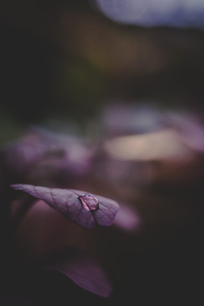 Dark Purple Leaf with Water Droplet - Stunning Wallpaper Background
