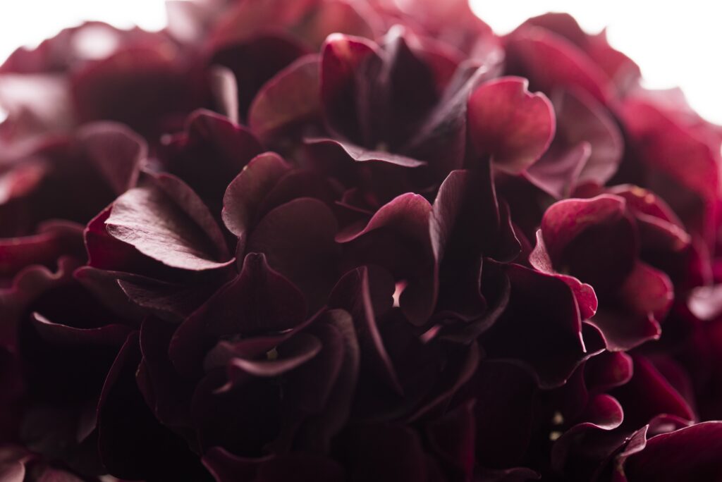 Dark Red Hydrangea Close-Up: Stunning Texture Wallpaper Background