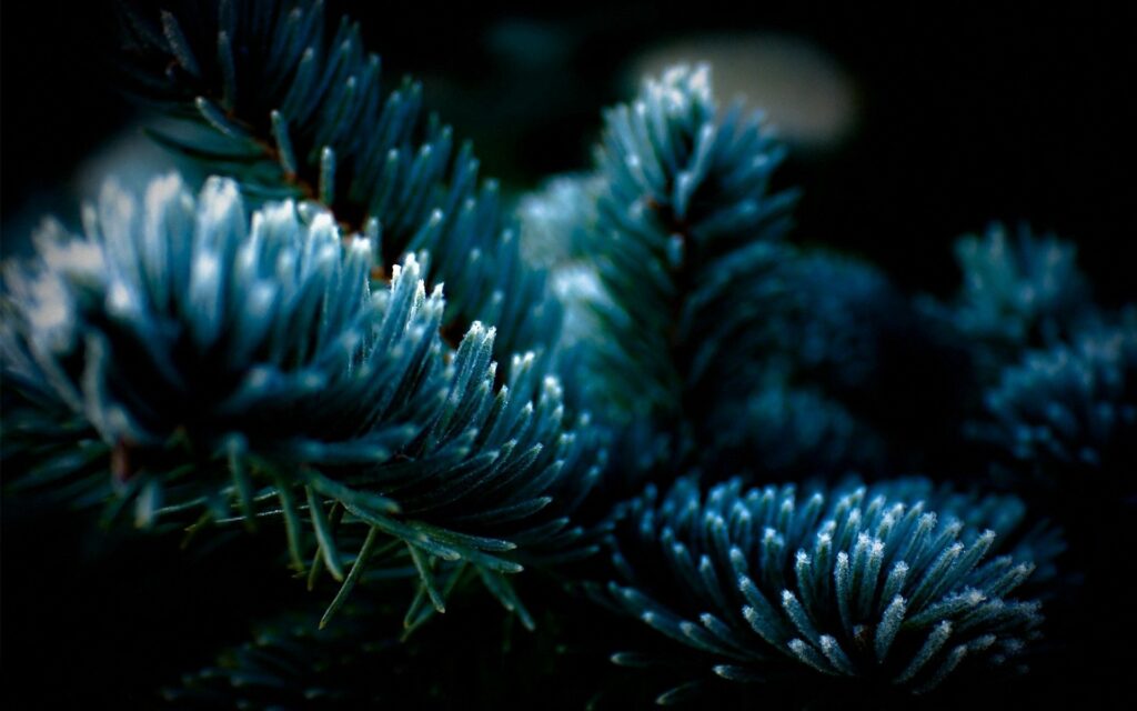 Dark Atmospheric Spruce Tree Wallpaper: Textured Branches & Soft Light