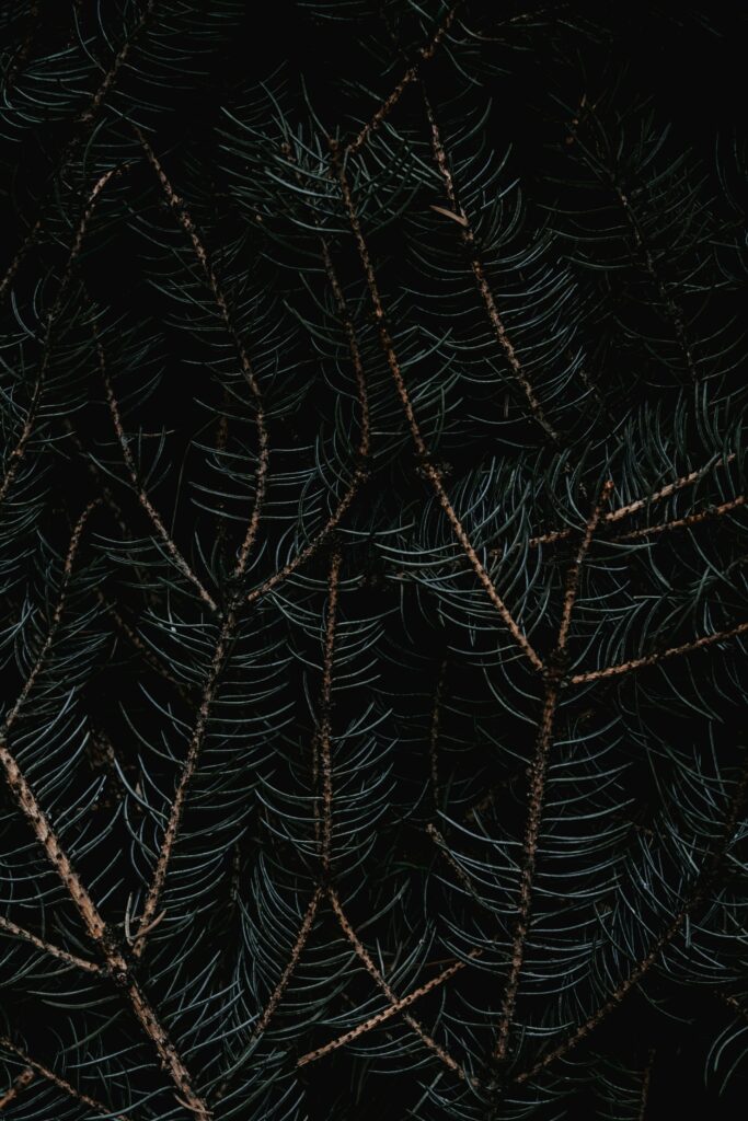 Intricate Dark-Toned Macro Wallpaper of Tree Branches and Needles