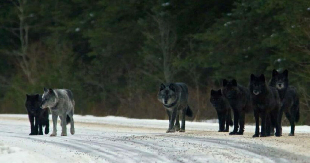 Dark Wolves in Snowy Forest - Mysterious Winter Wallpaper