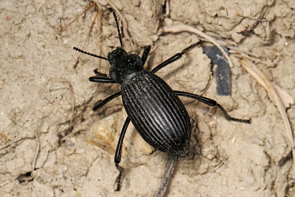 Close-up of darkling beetle on cracked dry ground showcasing textured black exoskeleton and ridged wings Wallpaper
