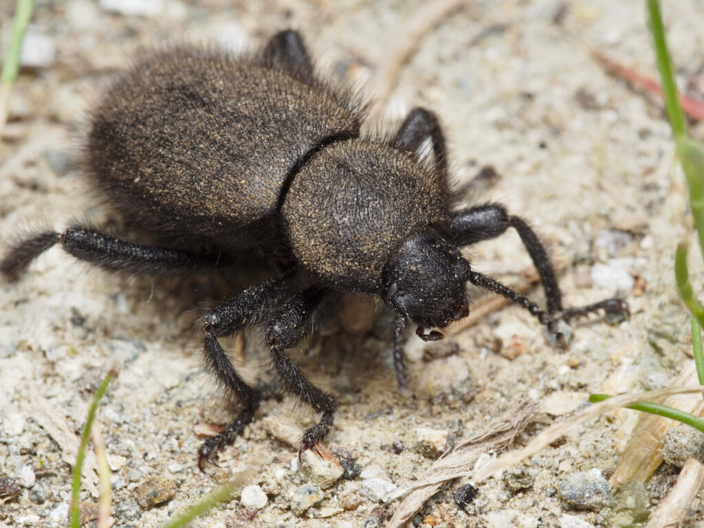 Close-up of velvety black Darkling Beetle on textured ground with natural light and earthy tones Wallpaper