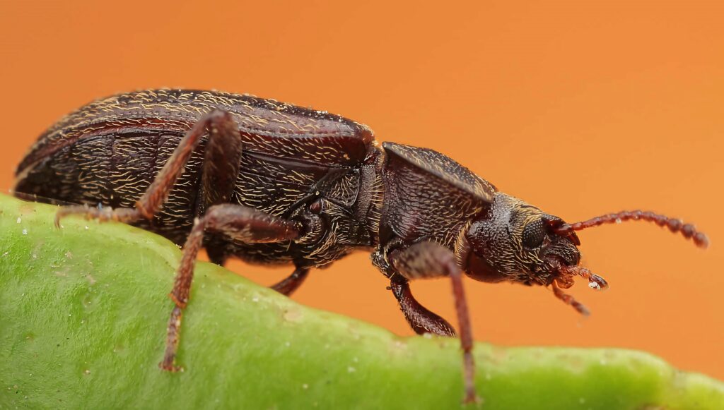 Close-up of darkling beetle on green stem with textured exoskeleton and warm orange background Wallpaper
