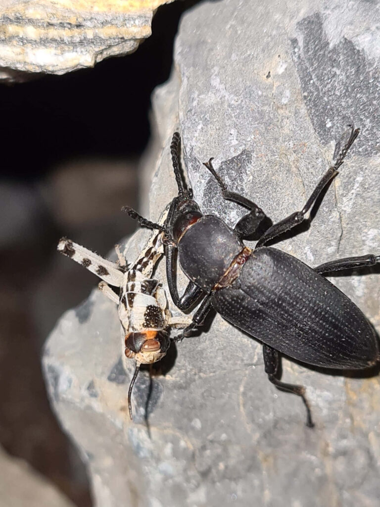 Close-up of darkling beetle with textured black exoskeleton on rugged gray rocks background Wallpaper