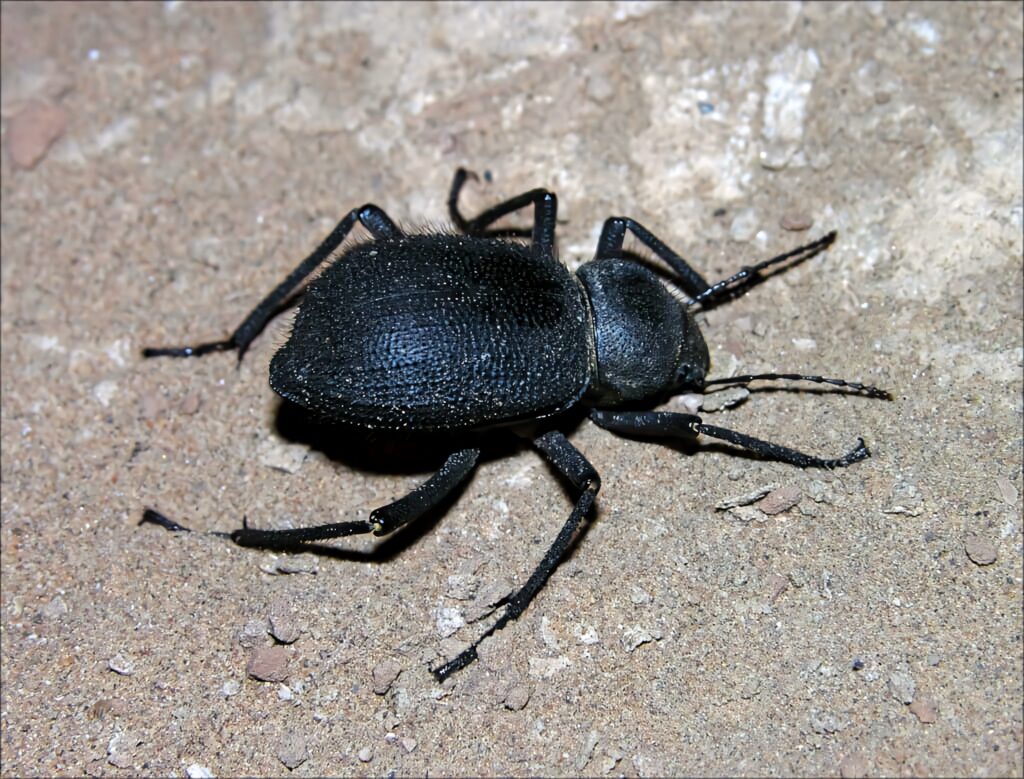 Close-up of darkling beetle on sandy ground showing textured black exoskeleton and legs Wallpaper