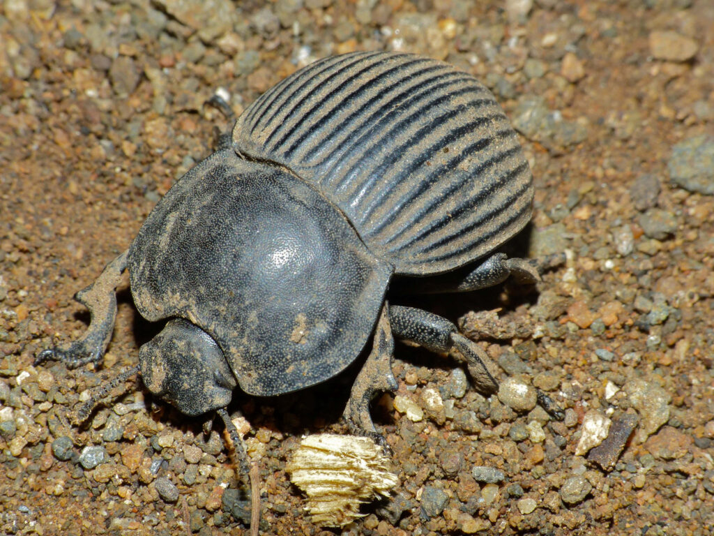Close-up of darkling beetle on textured ground showing rugged ribbed black shell and natural habitat Wallpaper