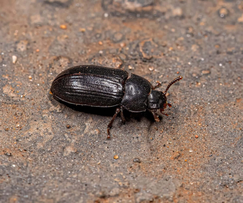 Close-up of shiny black darkling beetle on textured earthy ground showcasing detailed exoskeleton Wallpaper