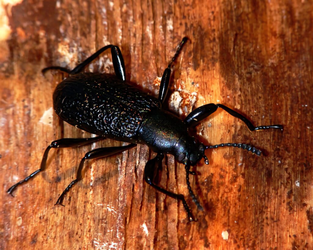 Close-up of shiny black darkling beetle on rustic wooden surface textured natural wallpaper background