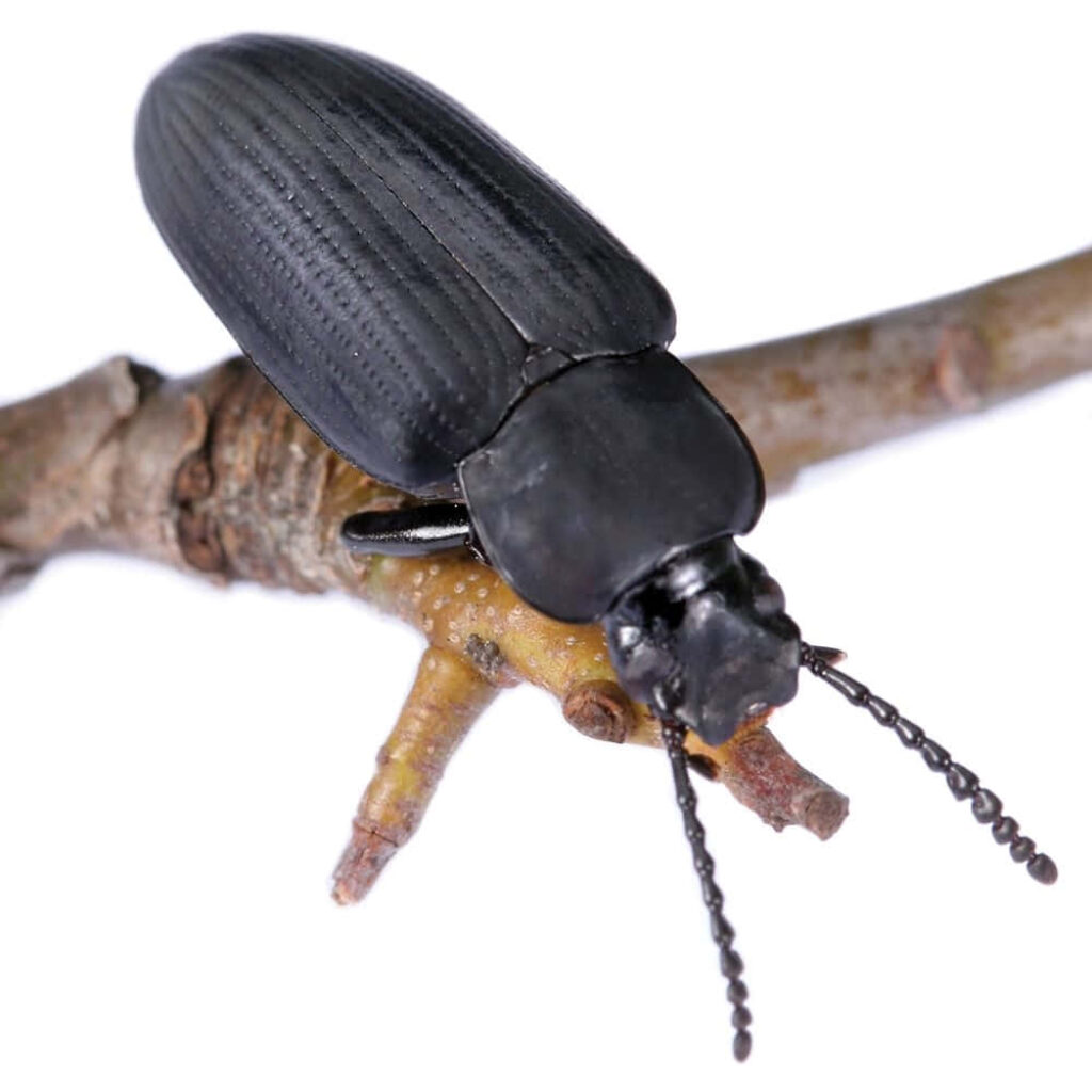 Close-up of Darkling Beetle on textured branch with smooth black exoskeleton and antennae Wallpaper