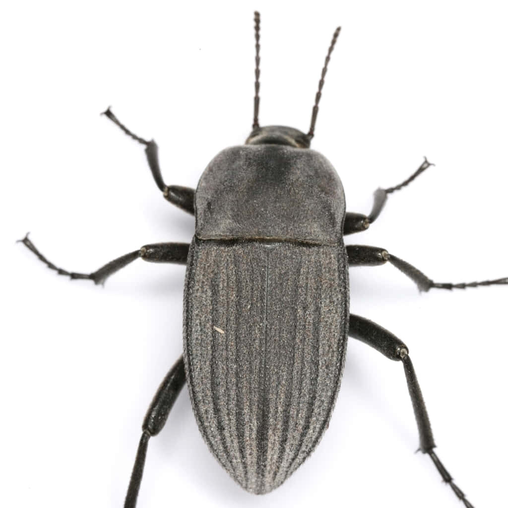 Closeup of Darkling Beetle with textured black exoskeleton and detailed antennae on white background Wallpaper