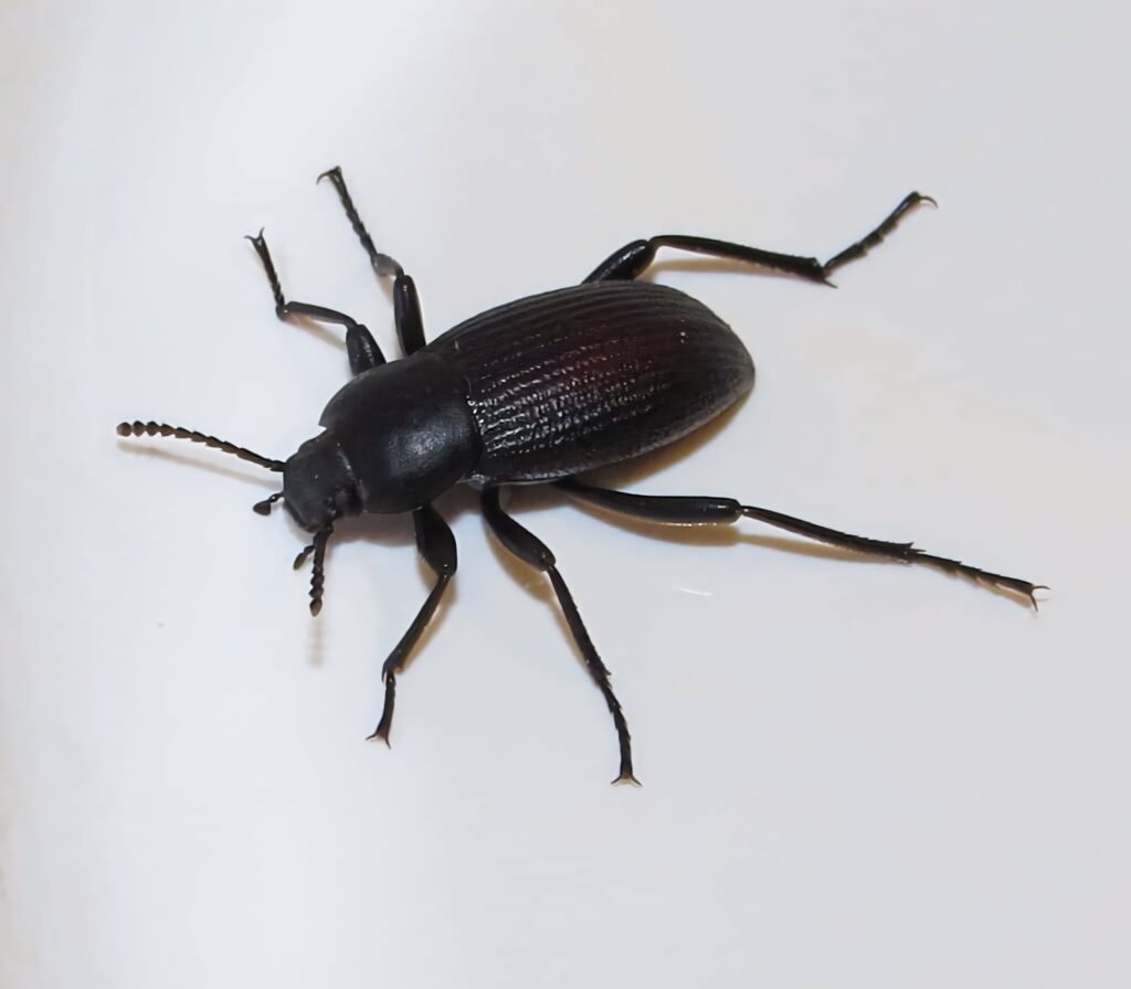 Darkling beetle with textured black exoskeleton and segmented antennae on white background Wallpaper