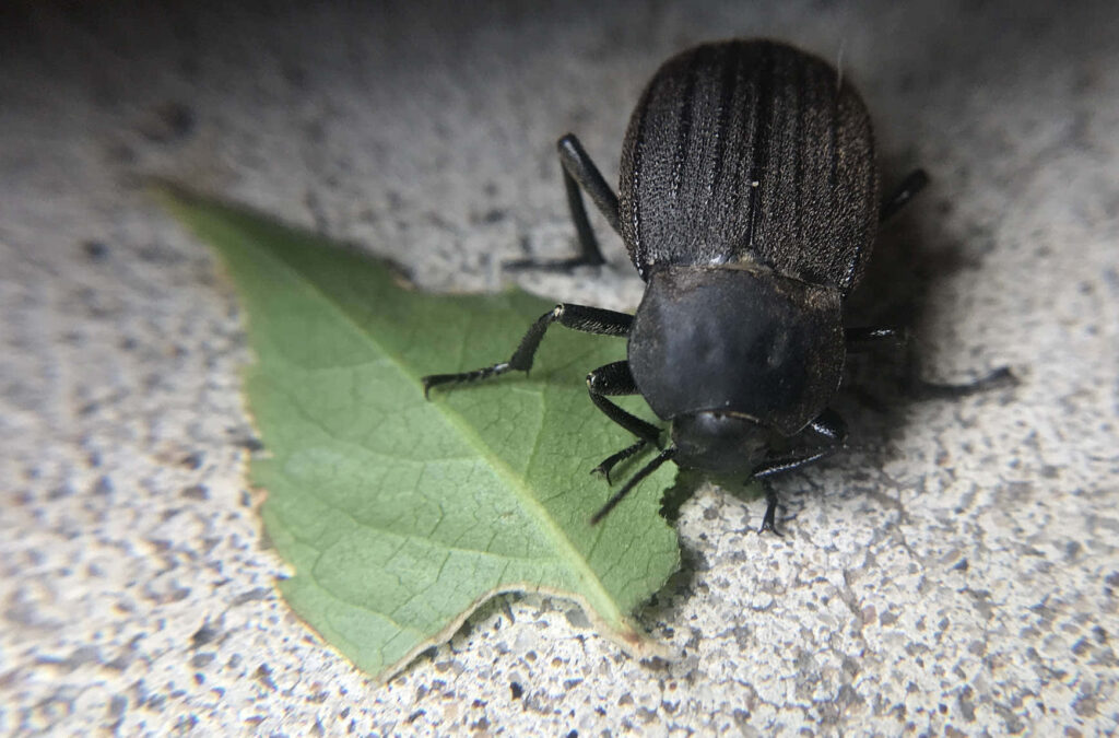 Close-up of darkling beetle on green leaf showing textured black exoskeleton and leaf veins Wallpaper